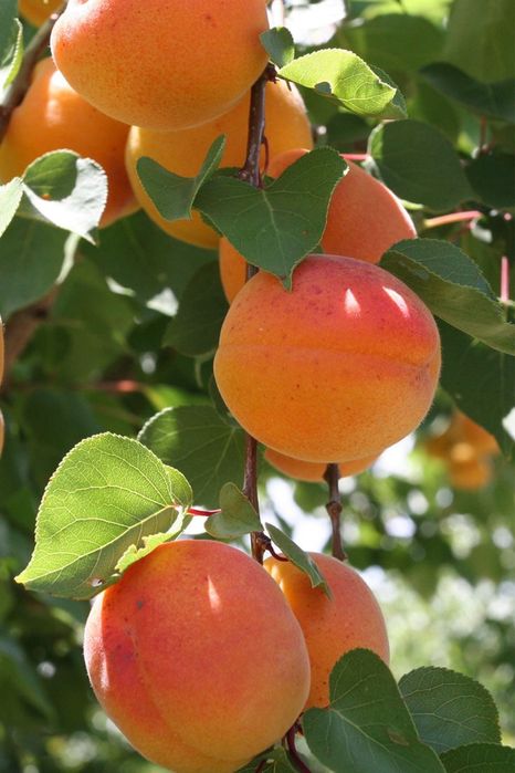 Саджанці абрикосу "Харгранд" / Саженцы плодовых деревьев