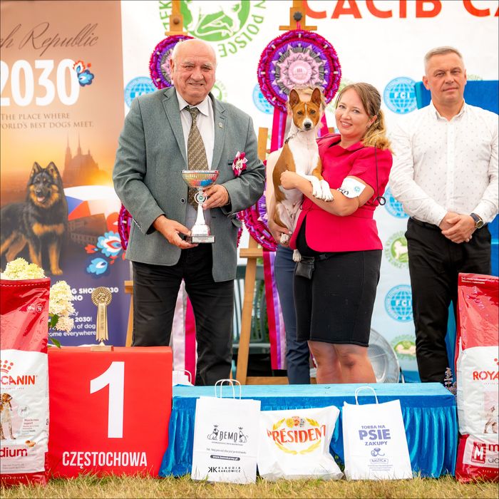 Basenji – zapowiedź miotu w hodowli zarejestrowanej w ZKwP/FCI