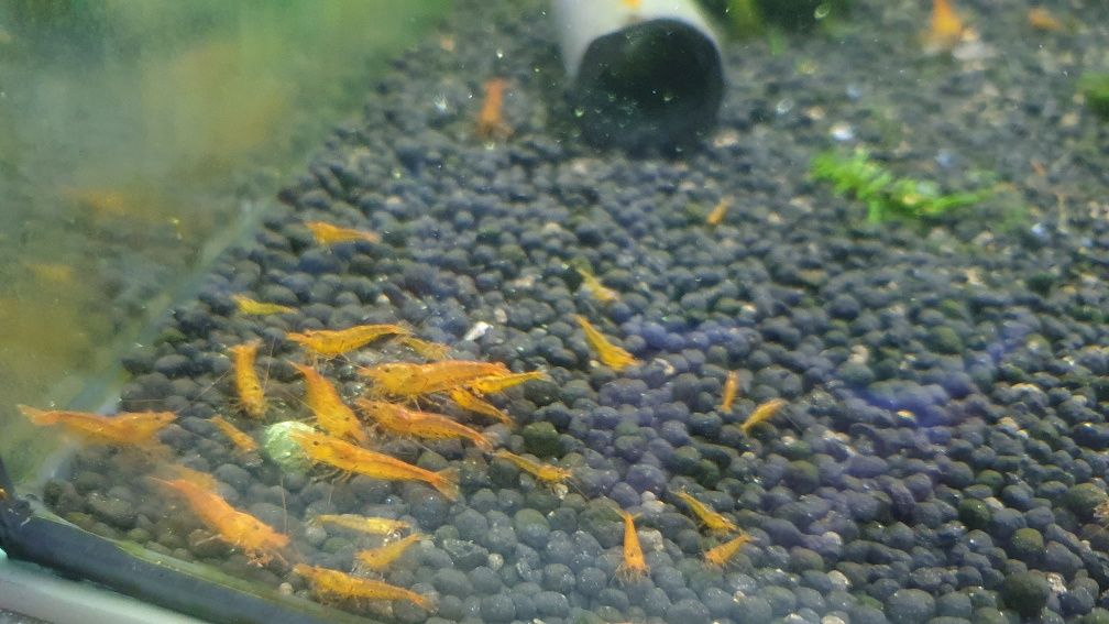 krewetki tangerine tiger cardina do krewetkarium woda RO