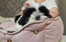 Prześliczna sunia Shih Tzu ZKwP(FCI)