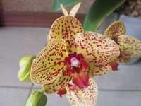 Орхидеи фаленопсис Cres