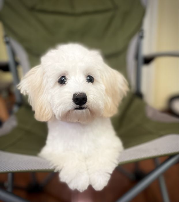 Мальтипу дівчинка