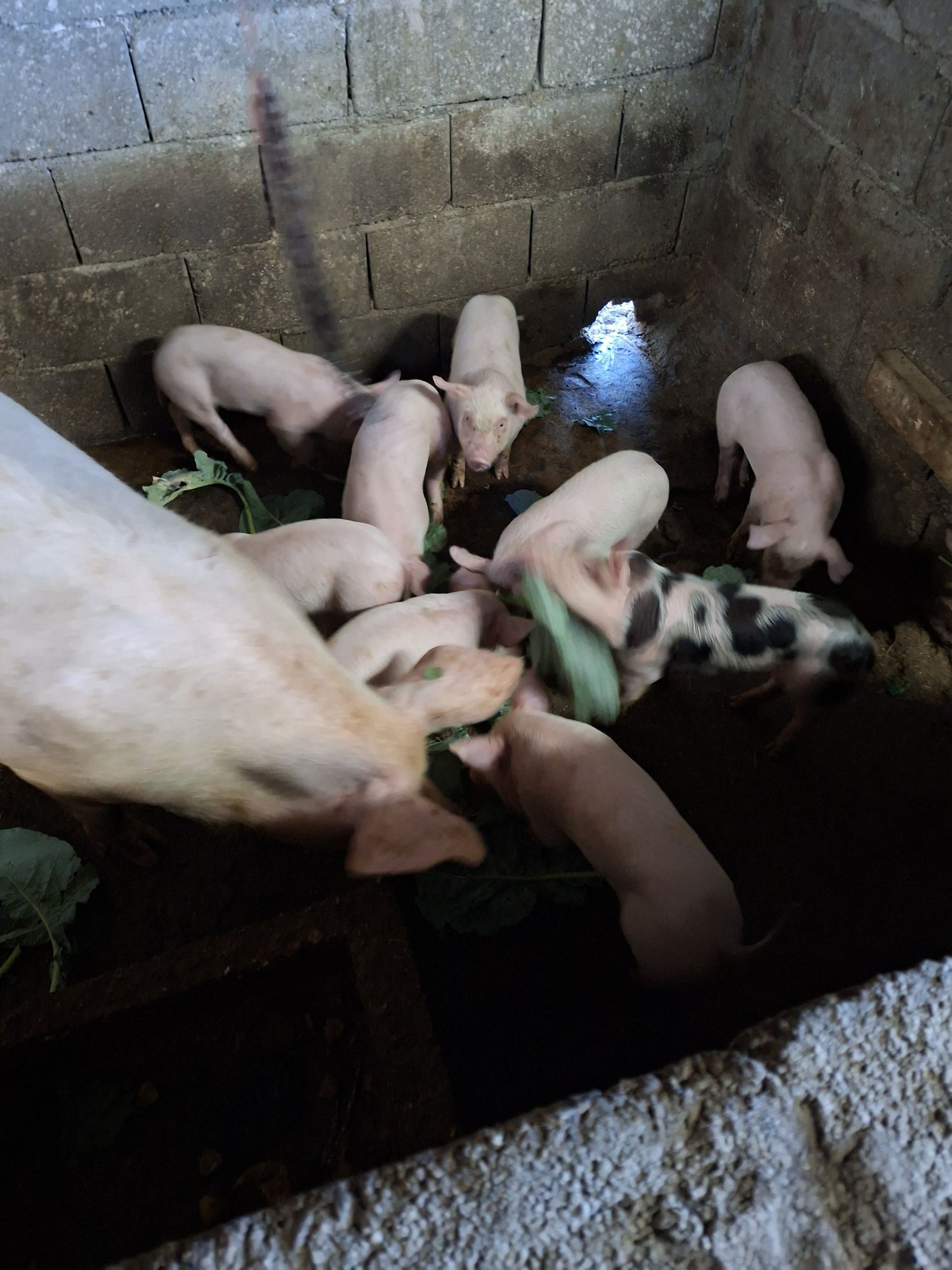 Vendo leitoes  pietran x landrace