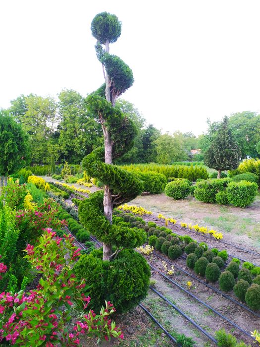 ТУЯ СМАРАГД, Колумна, Ауреа, Даніка,САМШИТ, ЯЛІВЦІ, Листяні кущі, інше