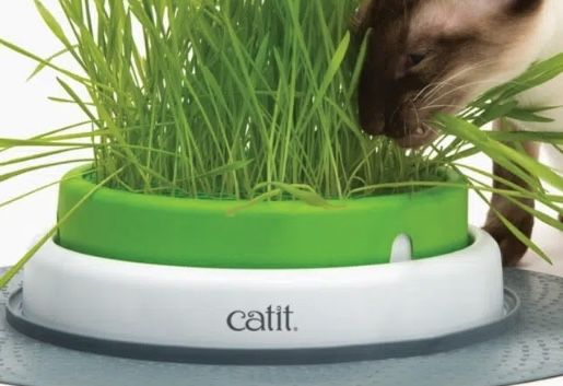 Catit Senses Grass Planter/ Erva Gateira