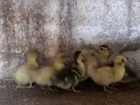 Vendo patos mudos pequenos