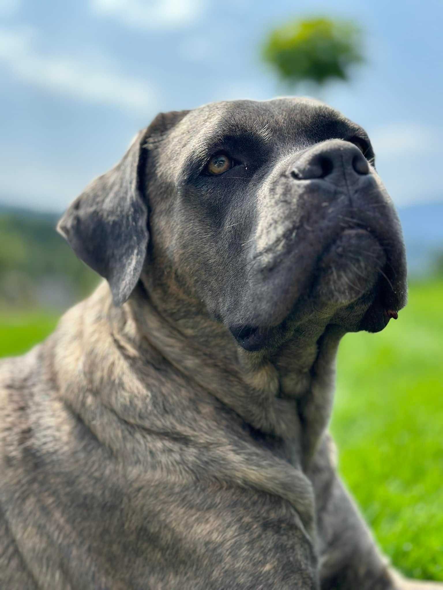 Zapowiedź miotu Cane Corso ZKwP/FCI - koniec czerwca 2025