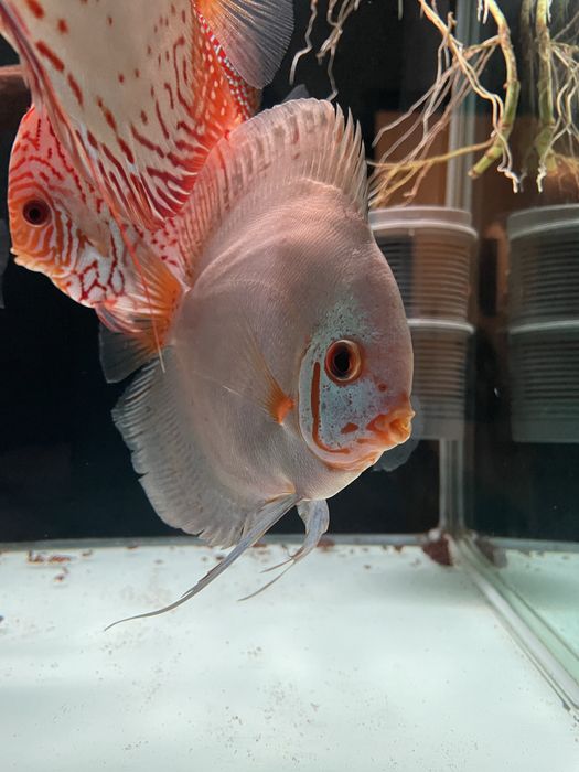 Discus - Diamond Blue e Heckel Cross