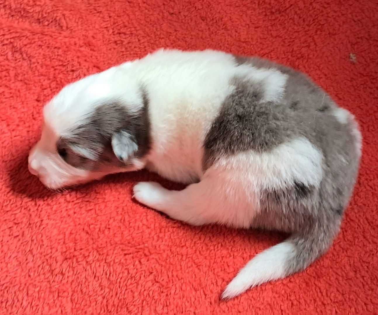 *Border Collie* piesek o wyjątkowej urodzie