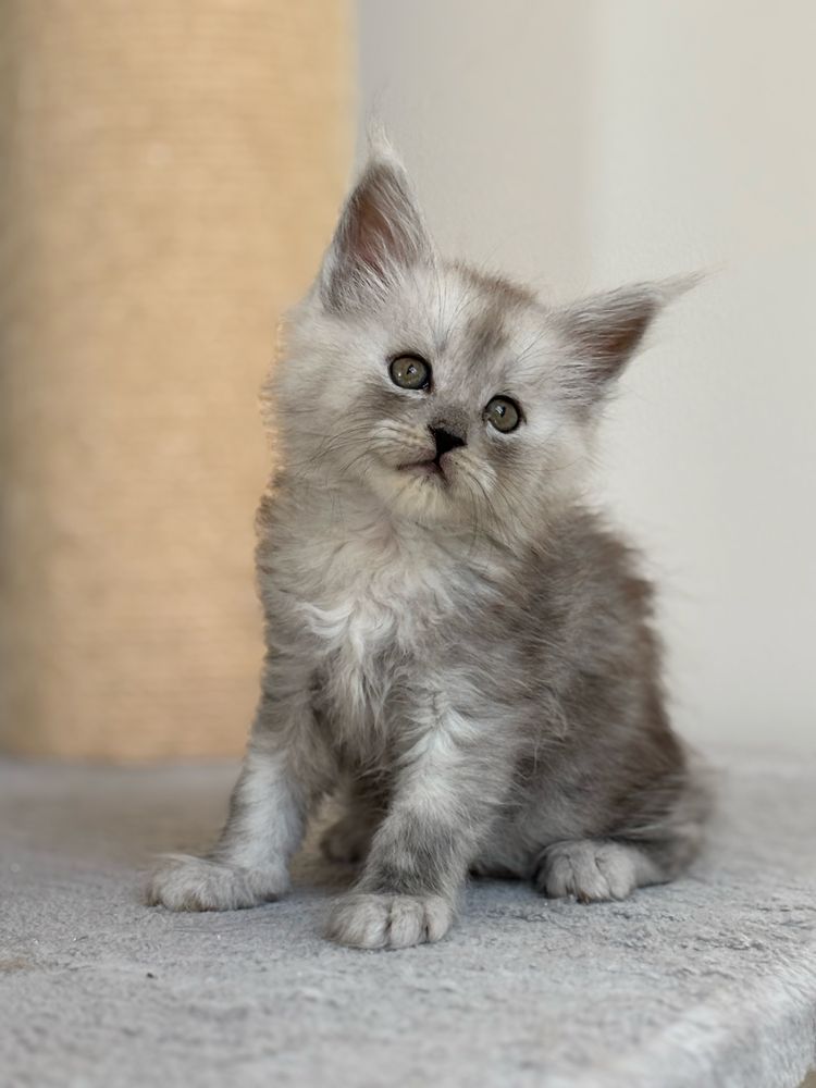 Kocurek Maine Coon rodowod FPL+ wyprawka