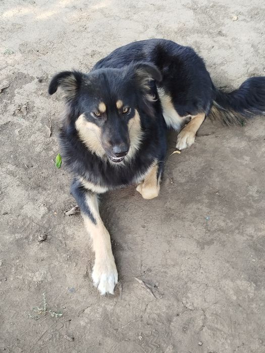 Отдам собаку на передержку