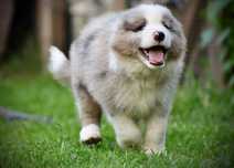 Border Collie FCI