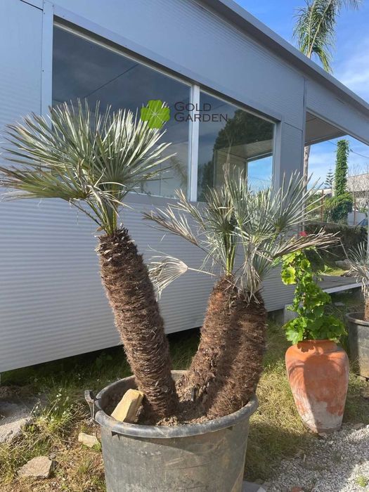 Escolha já a sua palmeira! Jardim / Plantas / Árvores