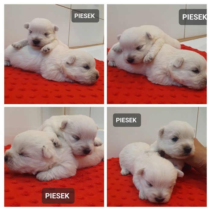 West  Highland White Terrier-śliczny piesek