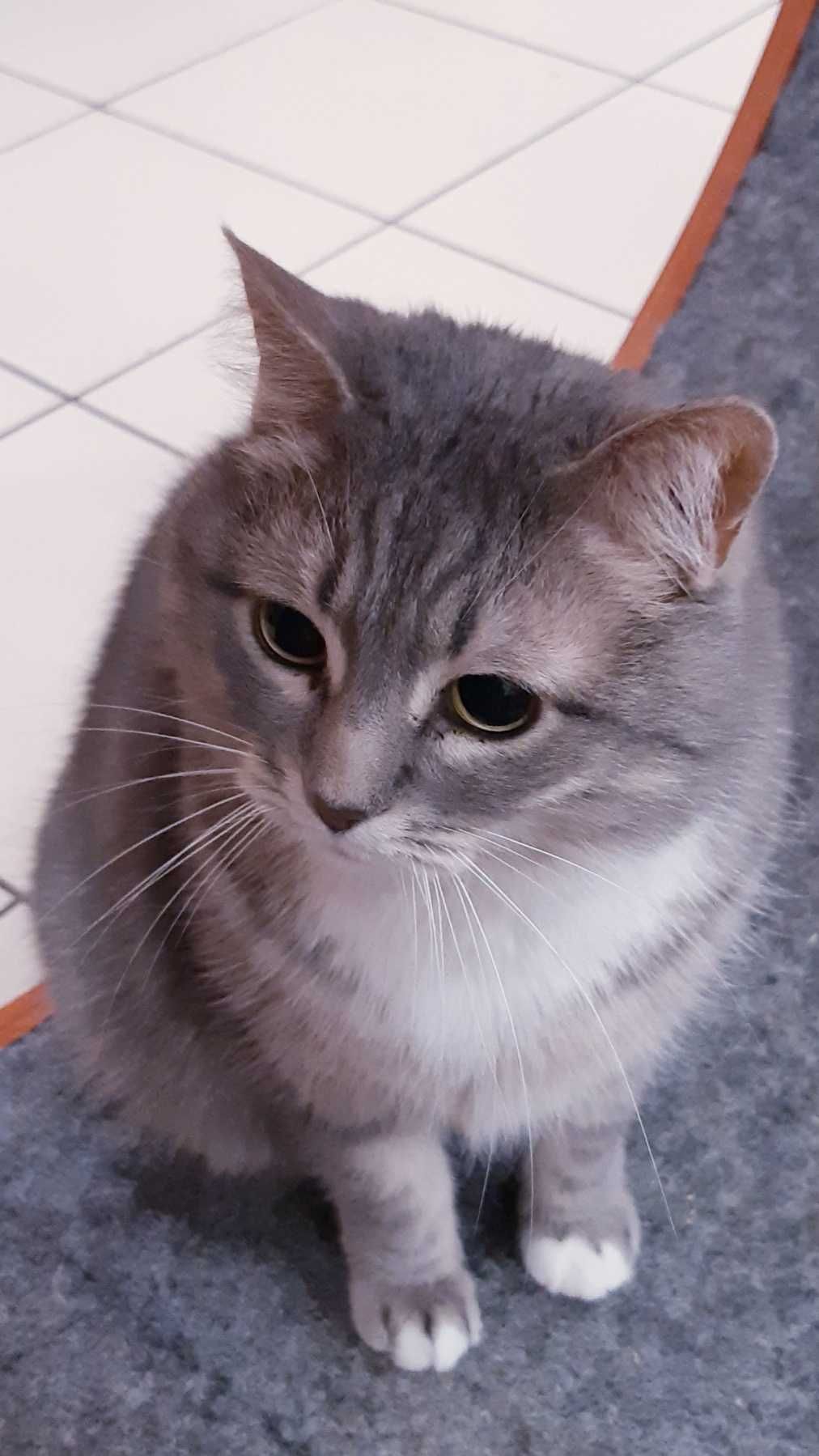 Кошечка Гайка Ищет дом