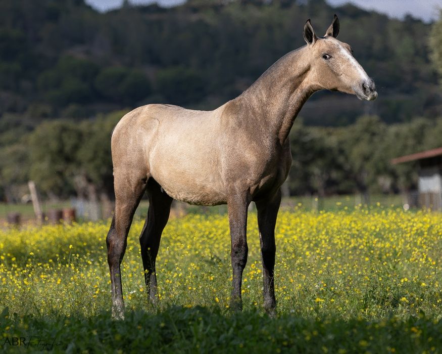 Poldro PSL de 1 ano linhas Dressage internacional