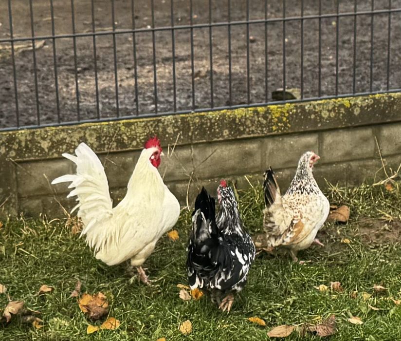 Kury czabo czysto rasowe