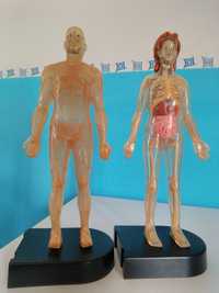 Bonecos do corpo humano homem e mulher
