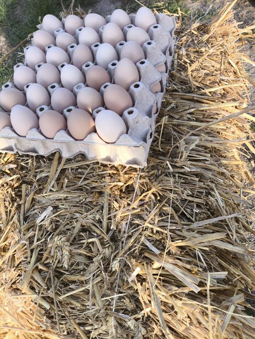 Świeże jajka wiejskie DOSTAWA