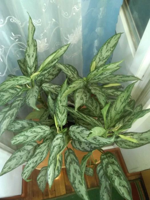 Аглаонема укорененные деленки