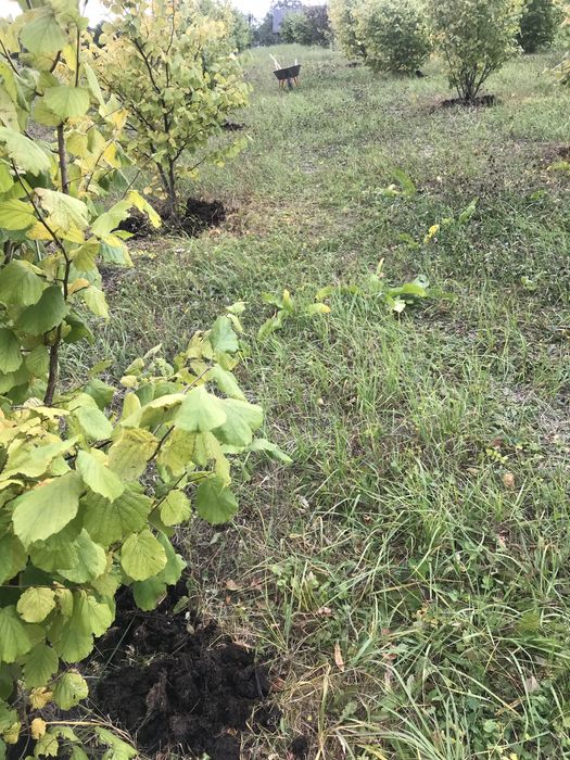 Горіх фундук урожай 2025.