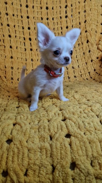 Длинная шерсть, окрас крем, Девочка яихуахуа