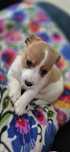 Jack russel terrier suczka- rezerwacja