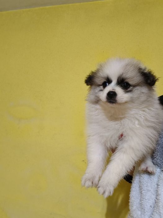 Spitz alemão menina