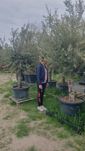 Drzewo oliwne, Olea Europaea ,oliwka