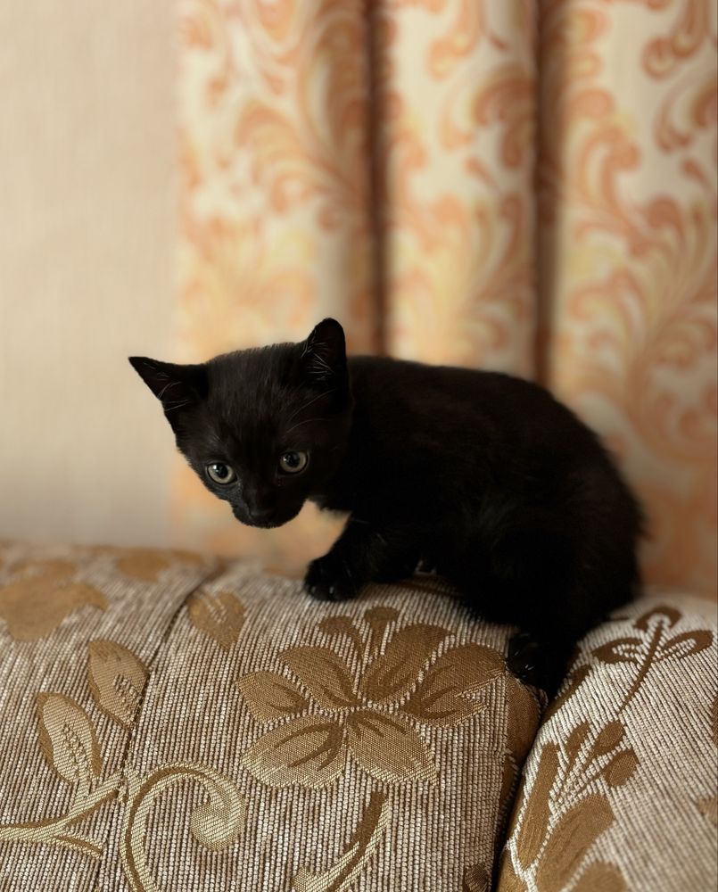 ВІДДАМ безкоштовно кошенят