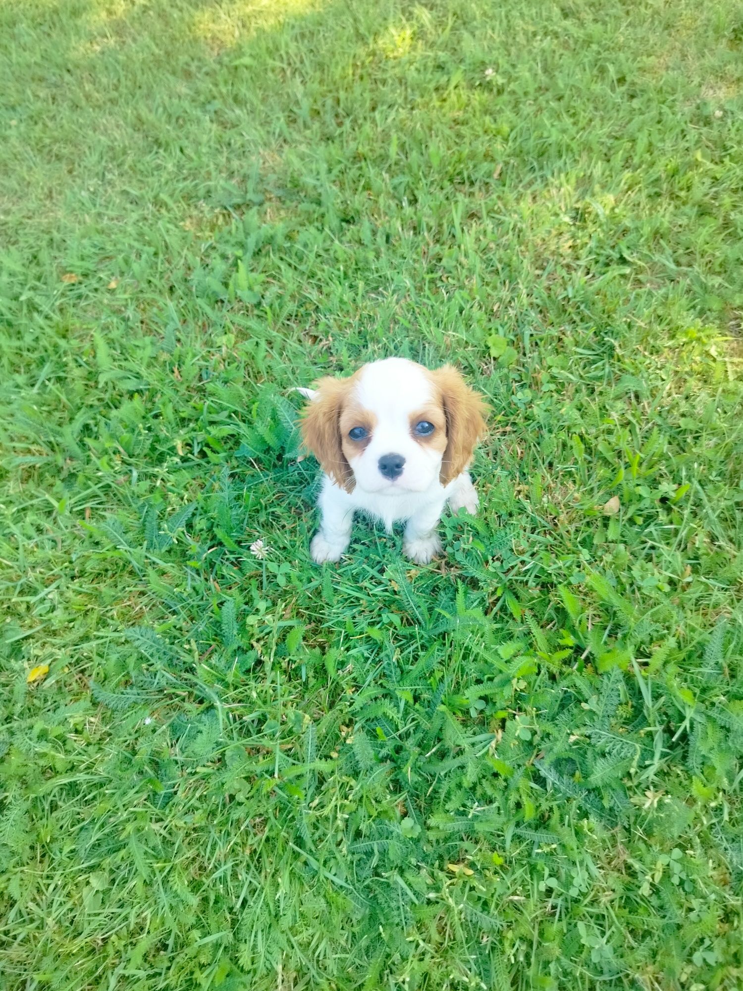 Cavalier King Charles Spaniel -  przepiękny piesek Eddie
