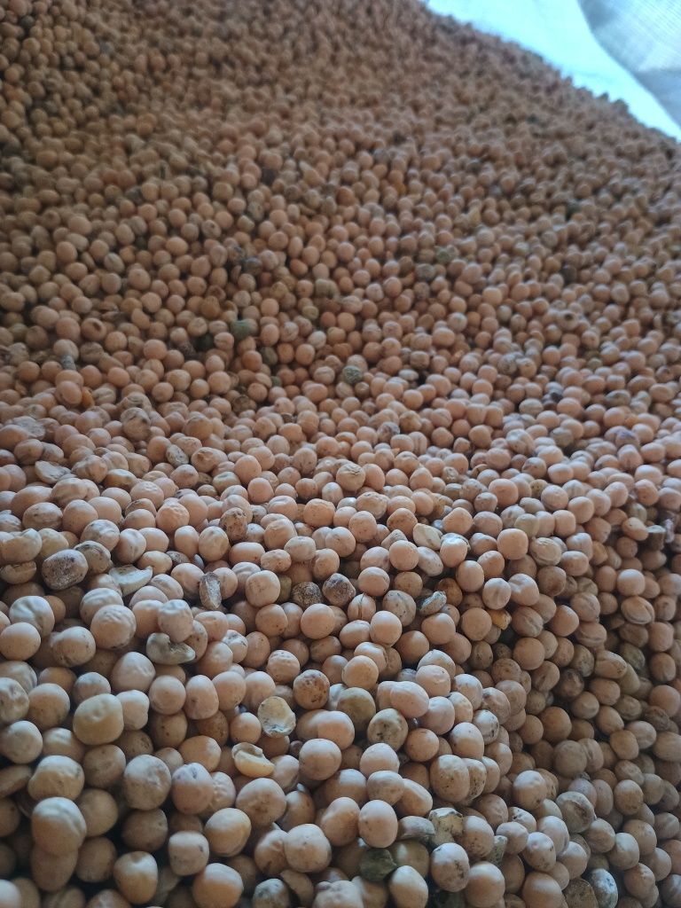 Groch jary Batuta poplon pasza