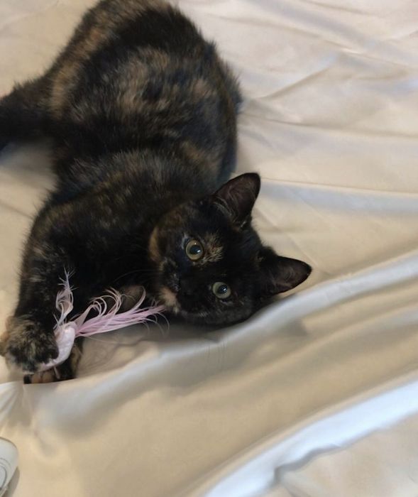 Кошка котенок котята