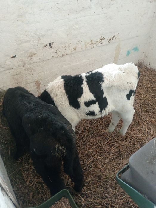 Cielak jałówka mięsna 10 sztuk