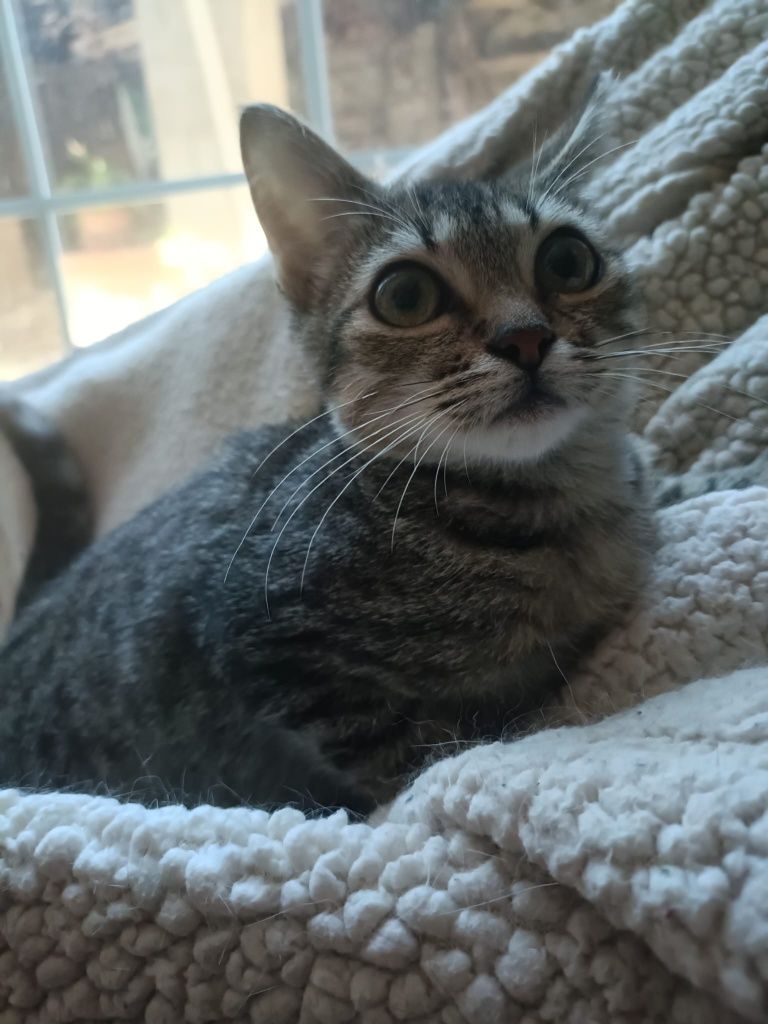 Gatinhos bebés para adoção