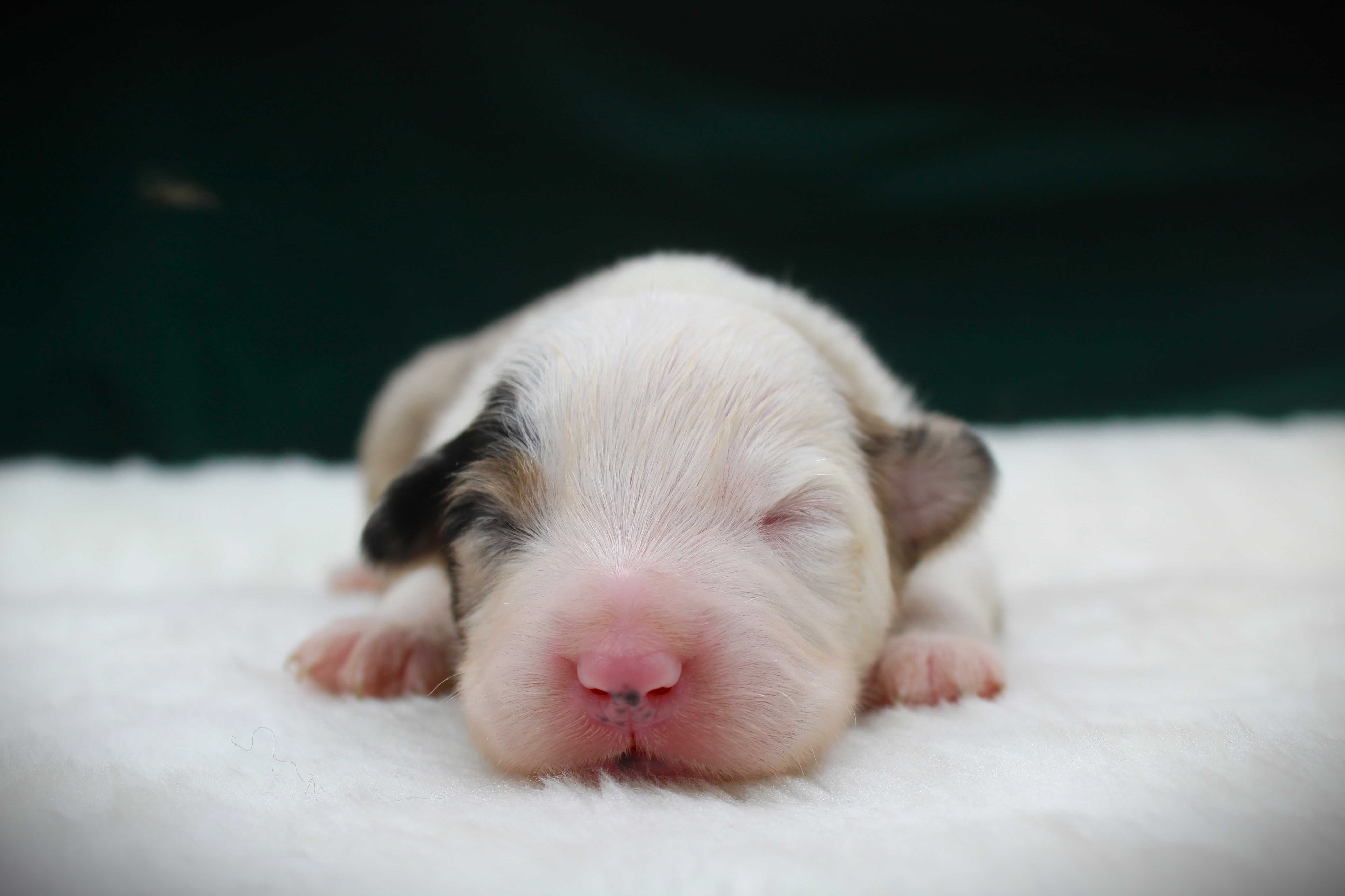 Miniaturowy Owczarek Amerykański MAS  - samiec Blue merle