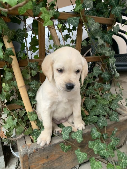 Szczeniak Labrador Retriever