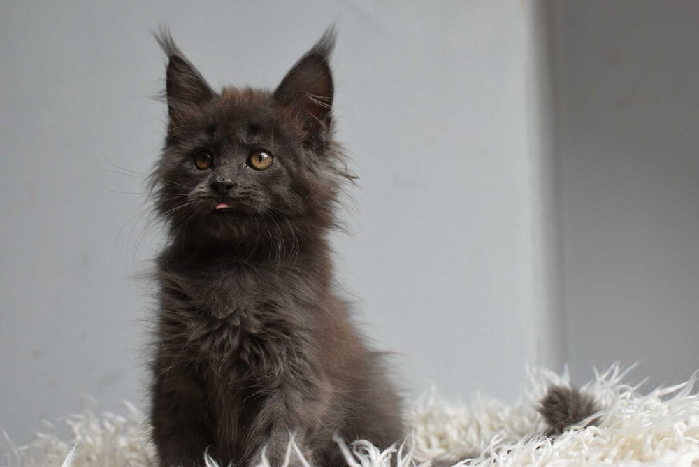 Kotka Maine Coon /Rodowód FPL