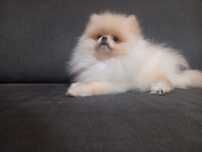 Szpic pomeranian piesek
