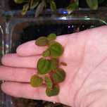 Roślina akwariowa Filantus Pływający (Phyllanthus Fluitans)a