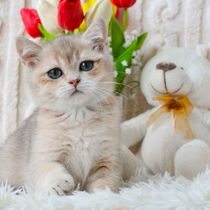 Британская кошечка ищет семью