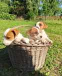 Sprzedam pieska Jack Russell Terrier