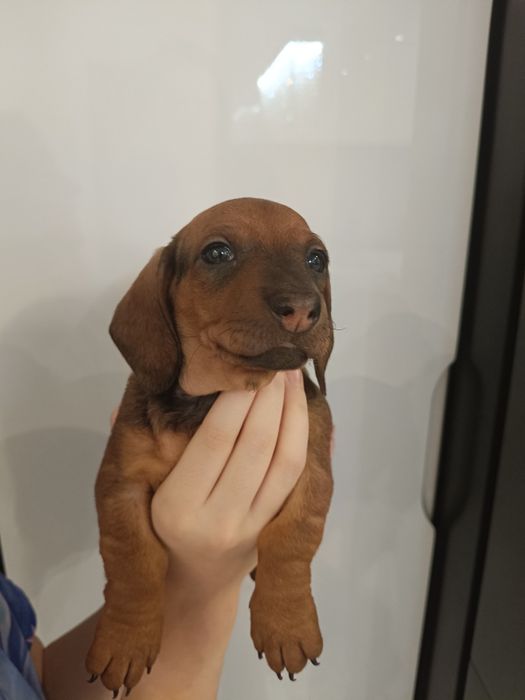 Sunia,jamniczka,jamnik,-rezerwacja