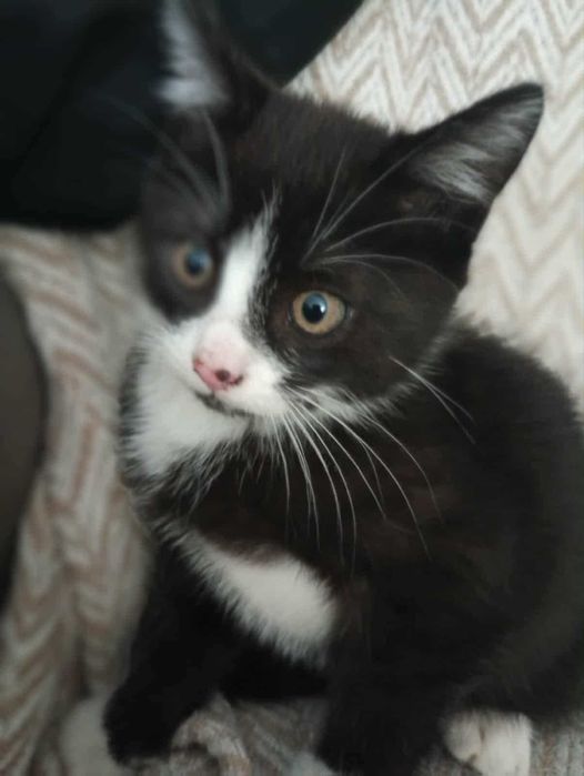 Oddam uroczego kociaka.