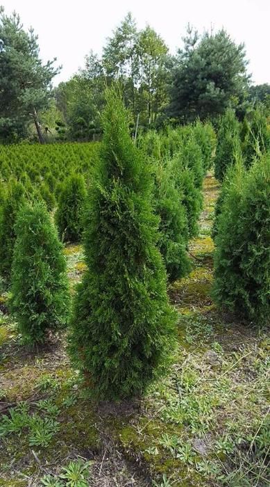 Thuja Smaragd /Tuja Szmaragd 130-140 cm PRODUCENT