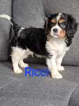 Cavalier King Charles Spaniel piesek