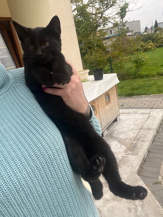 Oddam kotki w dobre ręce