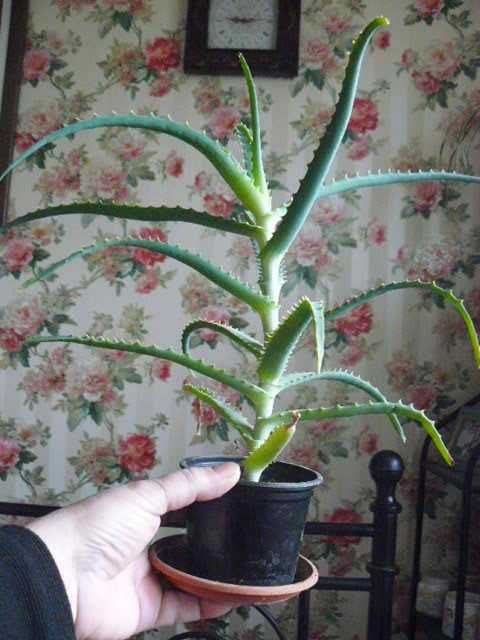 Aloes drzewiasty trzyletni duża roślina domowa apteka