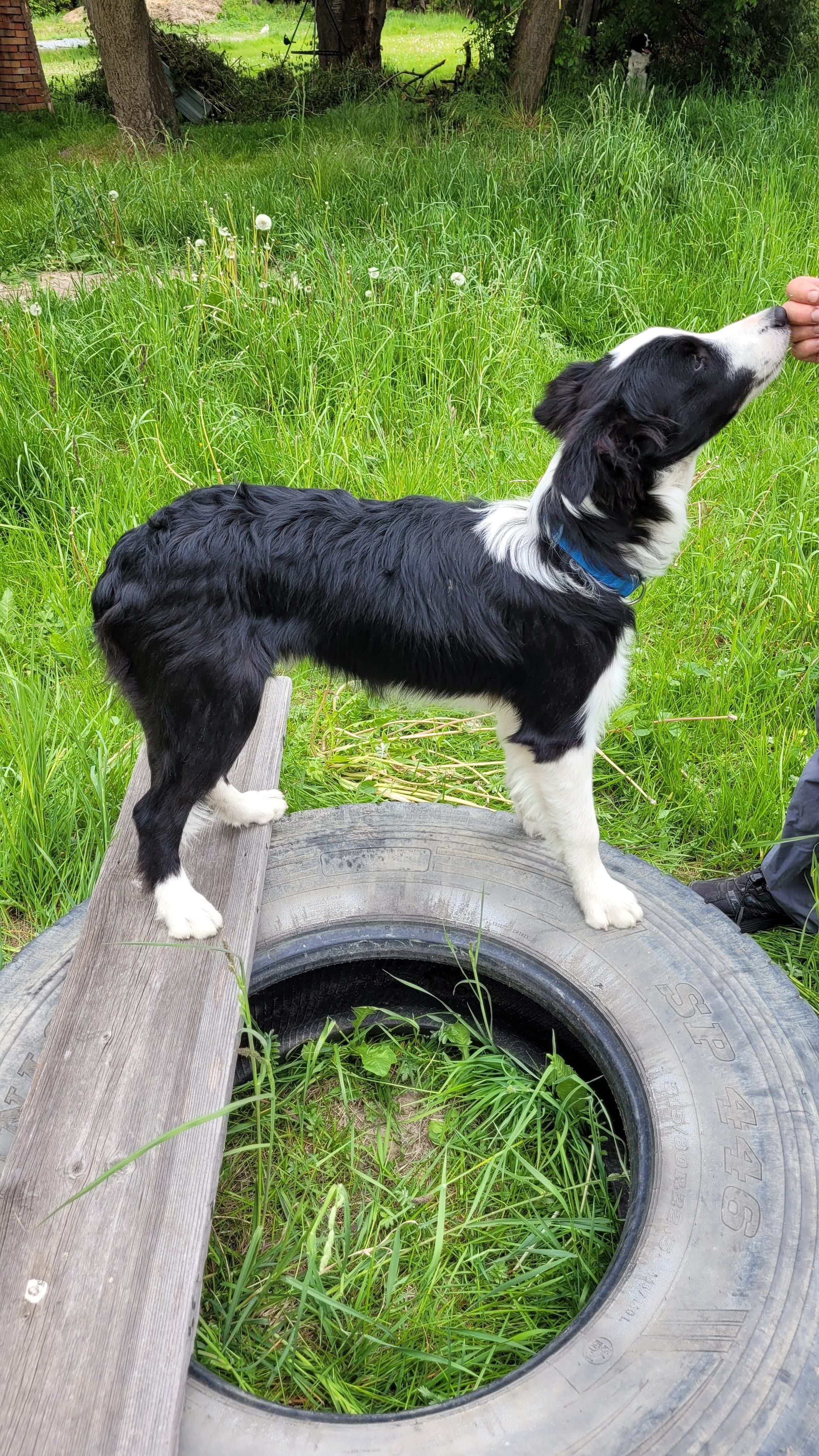Border Collie ZKwP