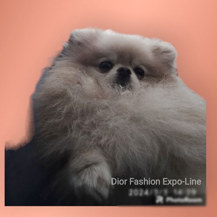 Dior Fashion запрошує на в'язку. Шпіц пом, КСУ, 21 см.